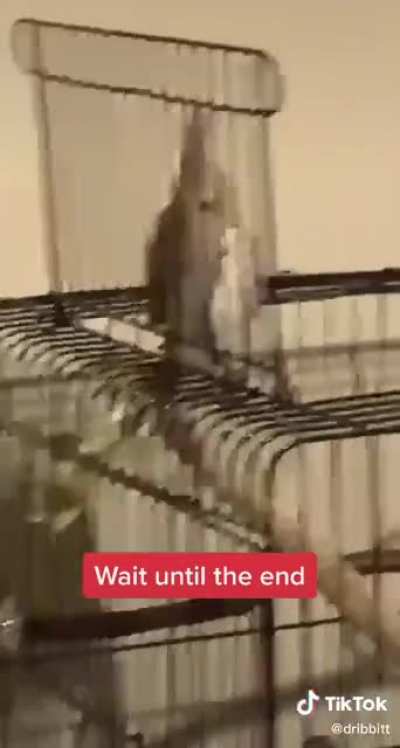Bird doesn't listen
