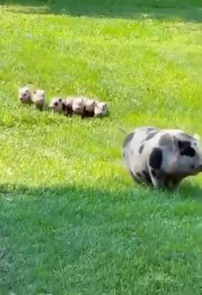 🐷 свеньятке кродутцо 🐷