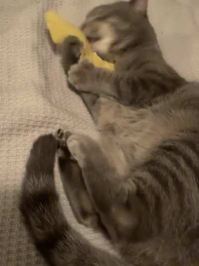 No one has ever loved anything as much as this cat loves his banana.
