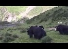 [OC] Yak.