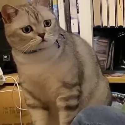 Poor cat feels left out