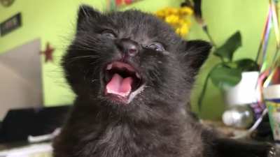 A wee squeaker!