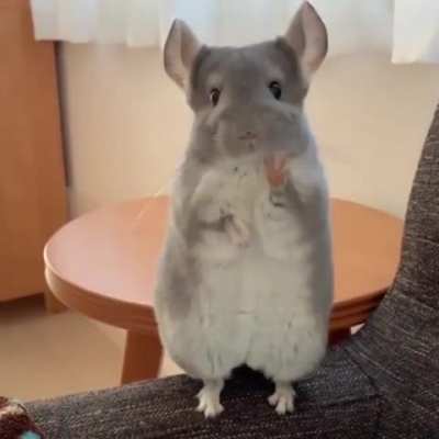 This chincilla saying hi