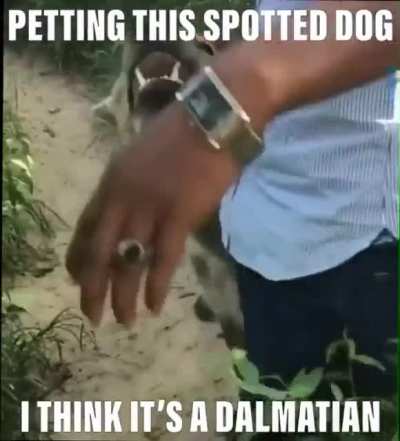 doggie
