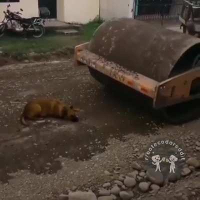 🐶 😱