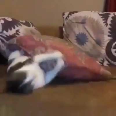 Wake up kitty!