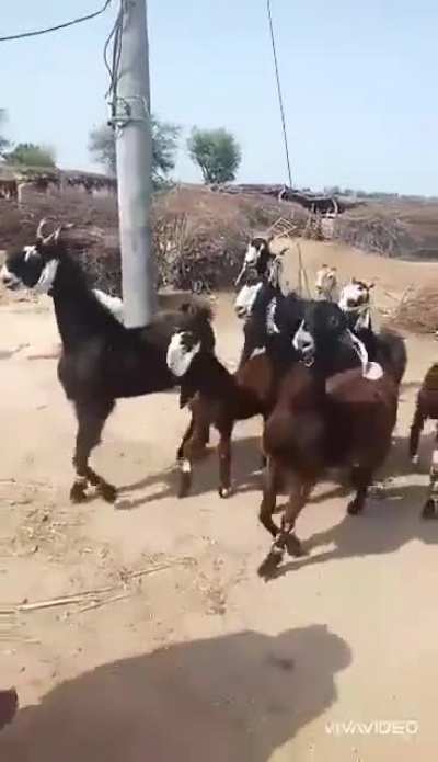 Dancing Goats...! I am dying laughing.