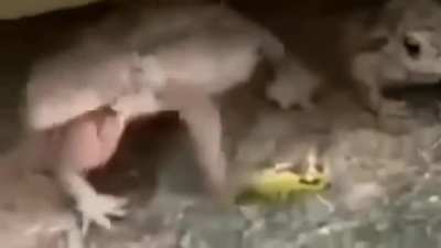 🐸