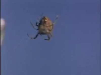 Spiders on Drugs