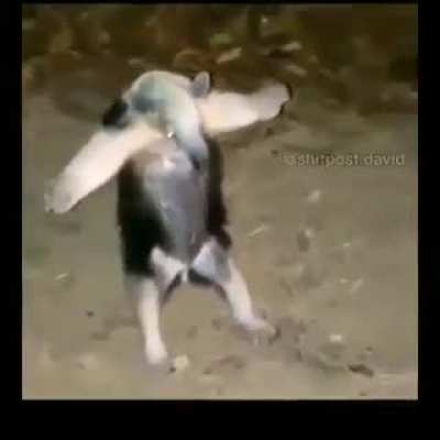 La t es por 