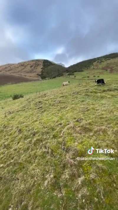 How a herding dog handles a desobedient sheep