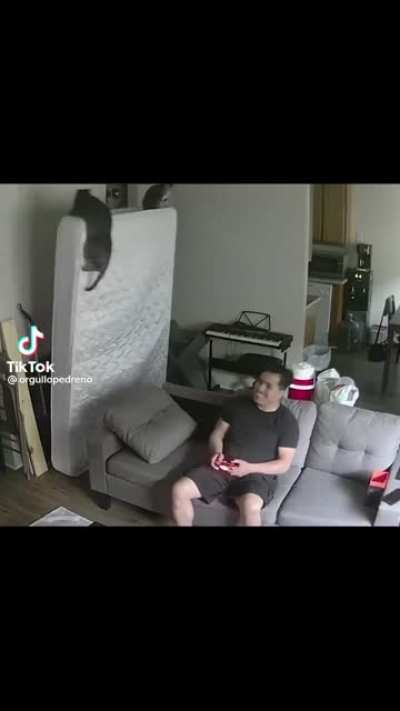CAT ATTACK!!!!!