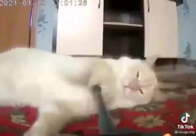 Кот и танк