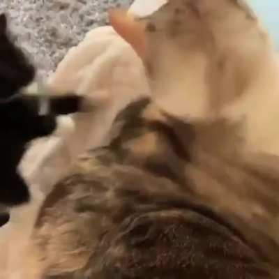 touch tha cat