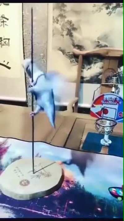 That's one very smart bird