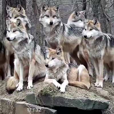 The strength of the wolf is family 🐺🐺🐺🐺🐺🐺