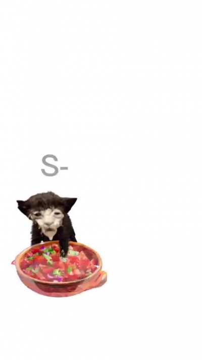 Cat video 