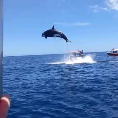 Just an Orca appearing from the deep below