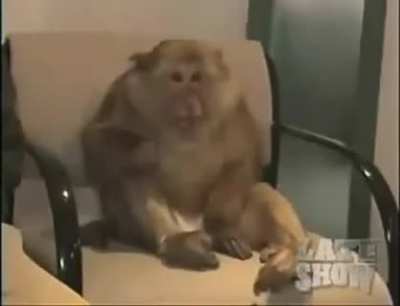 Monkey sneeze