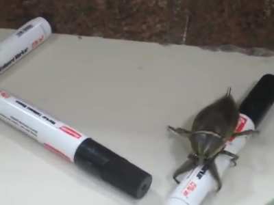 Large Insect
