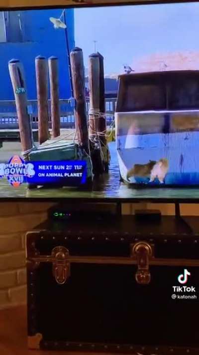 puppy bowl