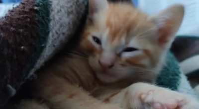 Little Nugget (sound on)