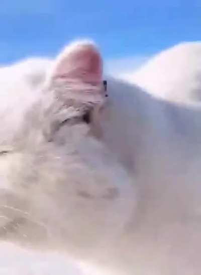 Просто котик