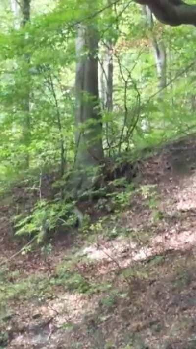 Na Sljemenu i inače šeće grmlje ili?