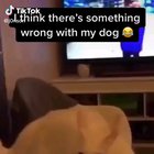 Something wrong with his dog