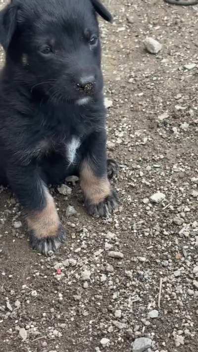 My new puppy help me name him🔥💙<wbr>🇵🇷