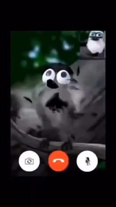 JUNGLE FACETIME NETWORK !!