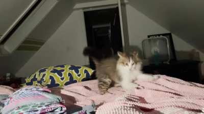 3 month old scared of his own shadow