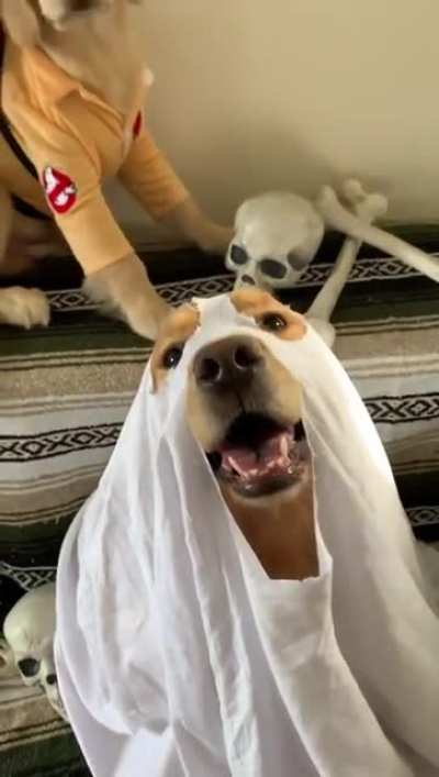 Who you gonna call?