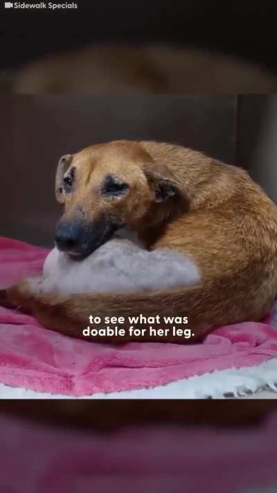 Every dog deserves a safe home