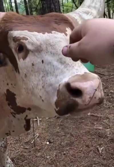 These big horns..