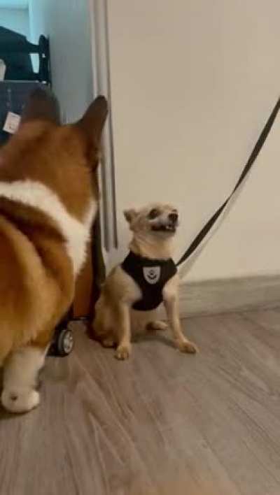 Awwwtf