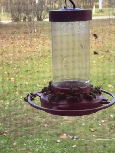 They’re enjoying the hummingbirds’ leftovers.