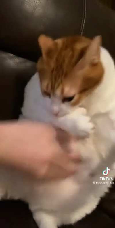 Olamaz içimizdeki hain kedi birazdan Titana dönüşecek hepimiz olucezz