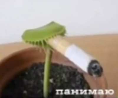 he smok
