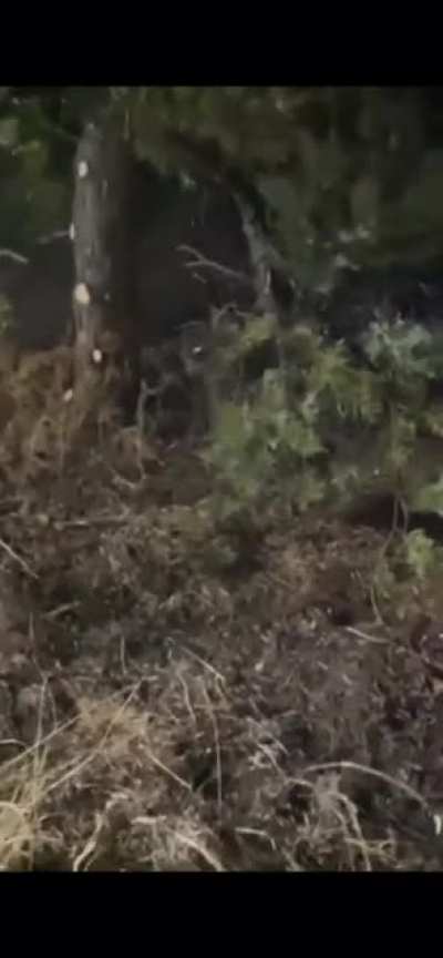 Cutting down a tree