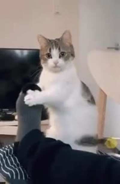 Cat.