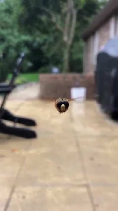 Helicopter Bug