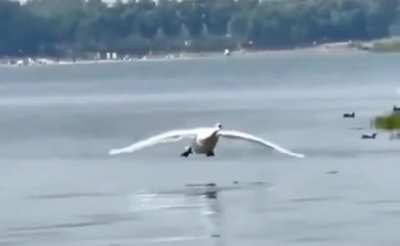 Drone water landing.