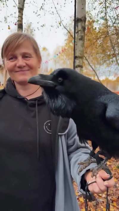 This Russian speaking raven has the perfect comedic timing of Norm's HUH?™