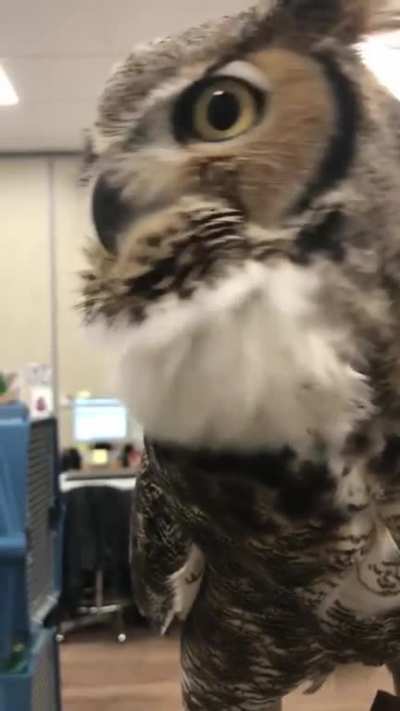 The majestic owl.