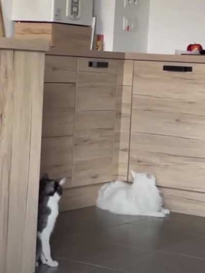 Kediler sıvıdır diyoruz demek ki bir bildiğimiz var