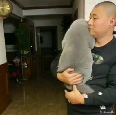 That's the smoothest cat I've ever seen