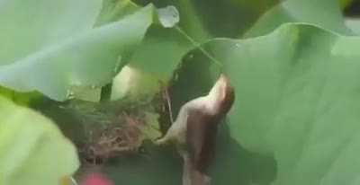 Bird threading pine needles through a leaf to shelter its nest