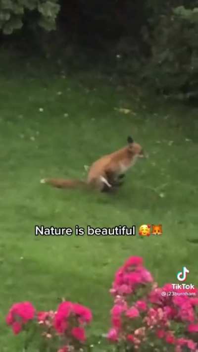 This derpy fox