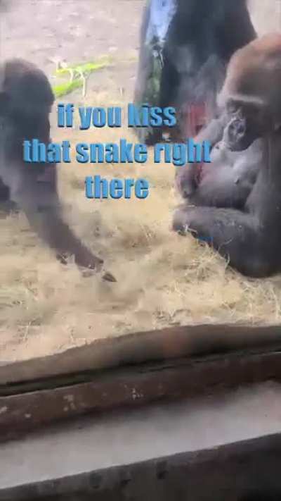 Gorilla vs. Snake (Made by KLR Productions)